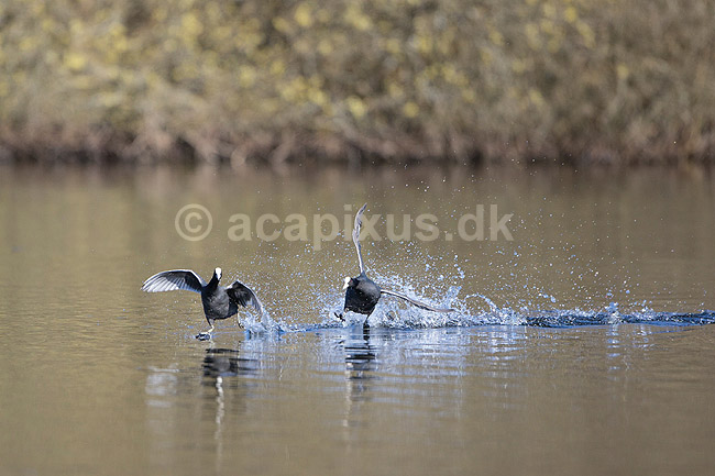 Blish�ns. Blish�ner l�ber p� vandet i territorialkamp p� Skallemose S� i Hareskoven; Fulica atra; Skallemose S� / Hareskoven; Danmark; ; fugle; Blish�ne, Vandh�ns, Rallidae, Tranefugle, Gruiformes, for�r