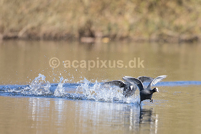 Blish�ns. Blish�ner l�ber p� vandet i territorialkamp p� Skallemose S� i Hareskoven; Fulica atra; Skallemose S� / Hareskoven; Danmark; ; fugle; Blish�ne, Vandh�ns, Rallidae, Tranefugle, Gruiformes, for�r