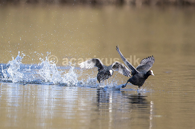 Blish�ns. Blish�ner l�ber p� vandet i territorialkamp p� Skallemose S� i Hareskoven; Fulica atra; Skallemose S� / Hareskoven; Danmark; ; fugle; Blish�ne, Vandh�ns, Rallidae, Tranefugle, Gruiformes, for�r