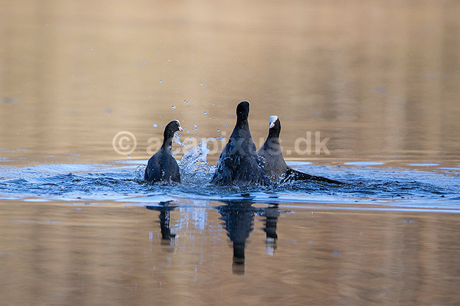 Blish�ns. Blish�ner l�ber p� vandet i territorialkamp p� Skallemose S� i Hareskoven; Fulica atra; Skallemose S� / Hareskoven; Danmark; ; fugle; Blish�ne, Vandh�ns, Rallidae, Tranefugle, Gruiformes, for�r