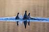 Blish�ns. Blish�ner l�ber p� vandet i territorialkamp p� Skallemose S� i Hareskoven Fulica atra Skallemose S� / Hareskoven Danmark  fugle Blish�ne, Vandh�ns, Rallidae, Tranefugle, Gruiformes, for�r