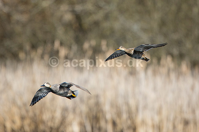 Knar�nder. Par af knar�nder ( knarand) flyver over Skallemose S� i Hareskoven; Anas strepera; Skallemose S� / Hareskoven; Danmark; ; fugle; �nder, Andefugle, Anseriformes, Anatidae