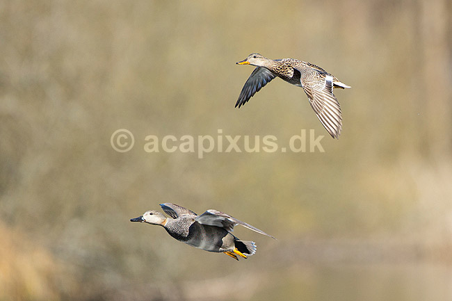 Knar�nder. Par af knar�nder ( knarand) flyver over Skallemose S� i Hareskoven; Anas strepera; Skallemose S� / Hareskoven; Danmark; ; fugle; �nder, Andefugle, Anseriformes, Anatidae