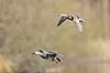 Knar�nder. Par af knar�nder ( knarand) flyver over Skallemose S� i Hareskoven Anas strepera Skallemose S� / Hareskoven Danmark  fugle �nder, Andefugle, Anseriformes, Anatidae