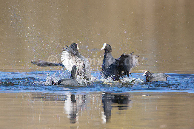 Blish�ns. Blish�ner l�ber p� vandet i territorialkamp p� Skallemose S� i Hareskoven; Fulica atra; Skallemose S� / Hareskoven; Danmark; ; fugle; Blish�ne, Vandh�ns, Rallidae, Tranefugle, Gruiformes, for�r