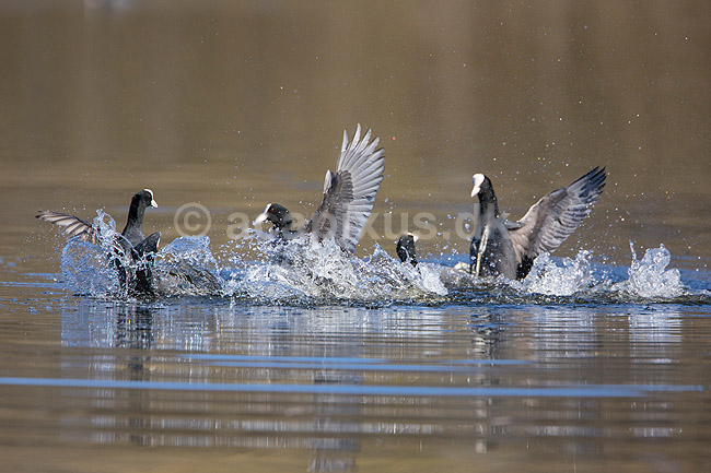 Blish�ns. Blish�ner l�ber p� vandet i territorialkamp p� Skallemose S� i Hareskoven; Fulica atra; Skallemose S� / Hareskoven; Danmark; ; fugle; Blish�ne, Vandh�ns, Rallidae, Tranefugle, Gruiformes, for�r