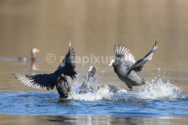 Blish�ns. Blish�ner l�ber p� vandet i territorialkamp p� Skallemose S� i Hareskoven; Fulica atra; Skallemose S� / Hareskoven; Danmark; ; fugle; Blish�ne, Vandh�ns, Rallidae, Tranefugle, Gruiformes, for�r