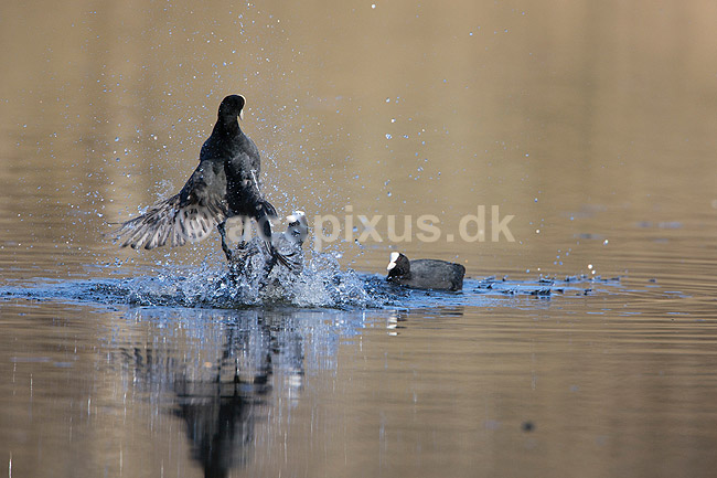 Blish�ns. Blish�ner l�ber p� vandet i territorialkamp p� Skallemose S� i Hareskoven; Fulica atra; Skallemose S� / Hareskoven; Danmark; ; fugle; Blish�ne, Vandh�ns, Rallidae, Tranefugle, Gruiformes, for�r