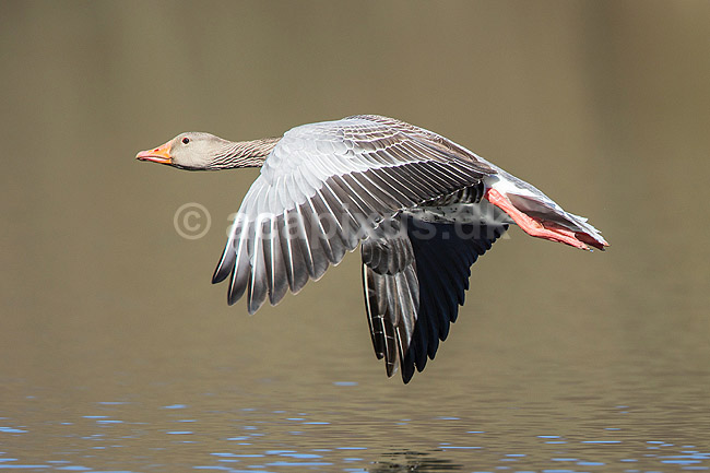 Gr�g�s. Gr�g�s flyver over vandet p� Skallemose S� i Hareskoven; Anser anser; Skallemose S� / Hareskoven; Danmark; ; fugle; Egentlige andefugle, Anatidae, Anseriformes, g�s, g�s, gr�g�s, flyvning, fugleflugt, gr�g�s