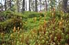 Skovbund. Mosbevokset skovbund i fyrreskov  H�kens�s Sverige  planter Skove, skovbrug, granskov, n�leskov, natur, biodiversitet