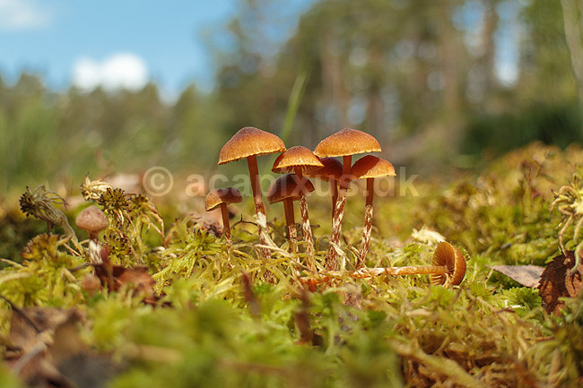 Mose-hjelmhat. Mose hjelmhat voksende i t�rvemose ved Sydvattnet ved H�kens�s; Galerina paludosa; H�kens�s; Sverige; ; svampe; Svampe hj�lmhat