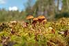 Mose-hjelmhat. Mose hjelmhat voksende i t�rvemose ved Sydvattnet ved H�kens�s Galerina paludosa H�kens�s Sverige  svampe Svampe hj�lmhat