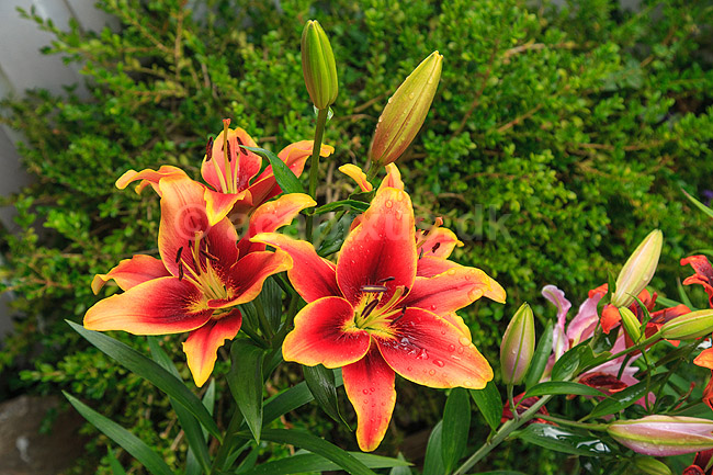 Avalon Sunset lilje. Blomster af liljen Avalon Sunset; Lilium ; ; ; ; Planter; Blomst, kronblade