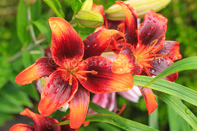 Avalon Sunset lilje. Blomster af liljen Avalon Sunset; Lilium ; ; ; ; Planter; Blomst, kronblade