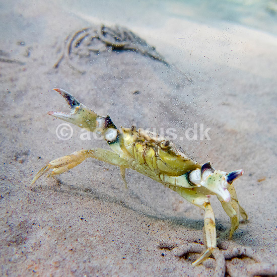 Strandkrabbe. Krabbe i forsvarspositur p� sandbunden ud for Gilleleje Strand; Carcinus maenas; Gilleleje; Danmark; ; Krebsdyr; krabbe, skaldyr, krabber, leddyr, undervandsfoto, undervandsbillede, undervandsmilj�, marineliv, marine liv, marinebiologi, krabba, kr�ftdjur, strandkrabba, kreps, sandbund, havbund