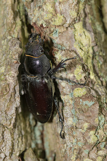 Eghjort hun. En eghjortehun sidde i spr�kke p� egestamme ved Eksholmssjon; Lucanus cervus; Eksholmssjon; Sverige; ; Insekter; 