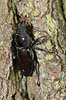 Eghjort hun. En eghjortehun sidde i spr�kke p� egestamme ved Eksholmssjon Lucanus cervus Eksholmssjon Sverige  Insekter 