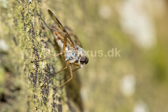 Almindelig Sneppeflue; Rhagio scolopaceus; Eksholmssjon; Sverige; ; Insekter; Sneppefluer
