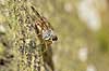 Almindelig Sneppeflue Rhagio scolopaceus Eksholmssjon Sverige  Insekter Sneppefluer