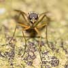 Almindelig Sneppeflue Rhagio scolopaceus Eksholmssjon Sverige  Insekter Sneppefluer