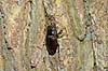 Eghjort hun. En eghjortehun sidde i spr�kke p� egestamme ved Eksholmssjon Lucanus cervus Eksholmssjon Sverige  Insekter 