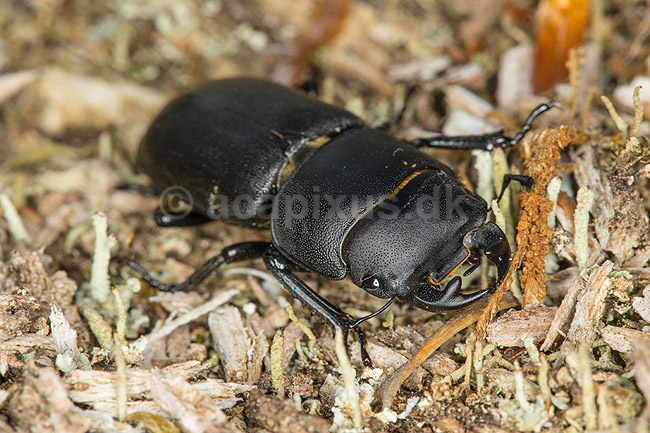 B�ghjort. B�ghjort p� forvitret tr�stamme i J�gersborg Dyrehave; Dorcus parallelipipedus; J�gersborg Dyrehave; Danmark; ; Insekter; 