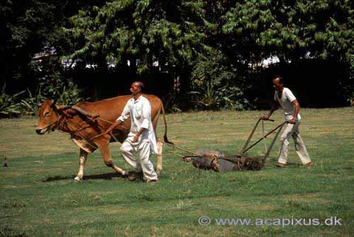 Pl�neklipper (og g�dningsspreder); ; New Delhi; Indien; Asien; ; mennesker haver