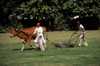 Pl�neklipper (og g�dningsspreder)  New Delhi Indien Asien  mennesker haver