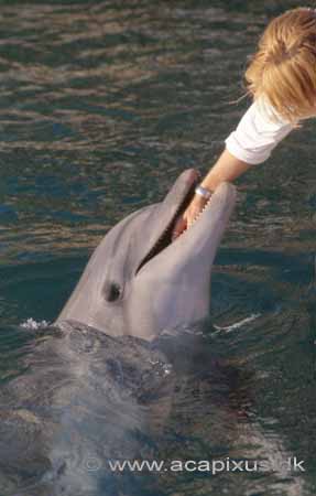 Delfin; Delphinus delphis, Delphinidae; R�de Havet / Eilat; Israel; Asien; pattedyr; 
