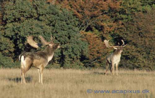 D�dyr; Dama dama, Cervidae; J�gersborg Dyrehave; ; ; pattedyr; 