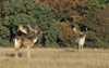 D�dyr Dama dama, Cervidae J�gersborg Dyrehave   pattedyr 