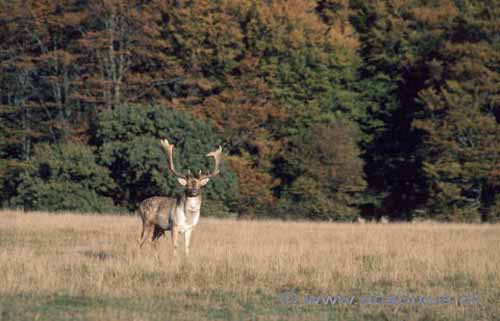 D�dyr; Dama dama, Cervidae; J�gersborg Dyrehave; ; ; pattedyr; 