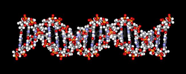 DNA molekyle. 21 basepar langt; ; ; ; ; ; videnskab genetik
