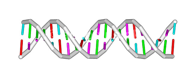 DNA molekyle. 21 basepar langt; ; ; ; ; ; videnskab genetik