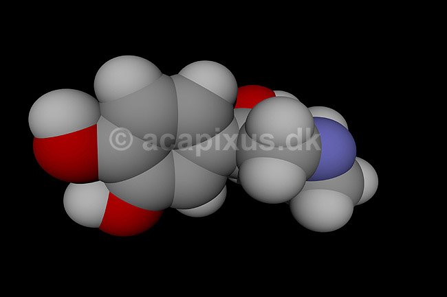 Adrenaline, (=Epinephrine) - et hormon; ; ; ; ; ; videnskab biokemi