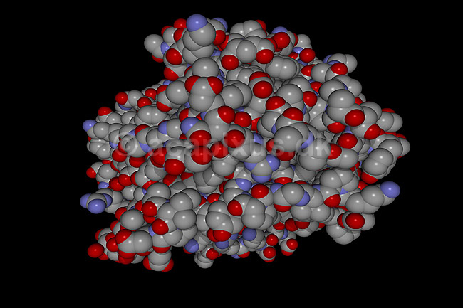 Carboxypeptidase Y - et enzym fra g�r; ; ; ; ; ; videnskab biokemi