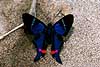Peruvian butterfly from Tambopata NP in the Amazon jungle,  Ancyluris periander, Erycinidae Tambopata NP Peru South America insects 