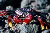 Sally Lightfoot crab  Tenerife Spain  crustaceans 