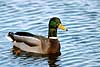 Gr�and, han Anas platyrhynchos    fugle 