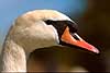 Mute Swan Cygnus olor  Denmark  birds 