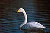 Swan Cygnus cygnus  Denmark  birds 