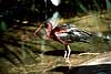 Glossy ibis Plegadis falcinellus  Australia Australia birds 