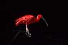 R�d ibis Eudocimus ruber    fugle 