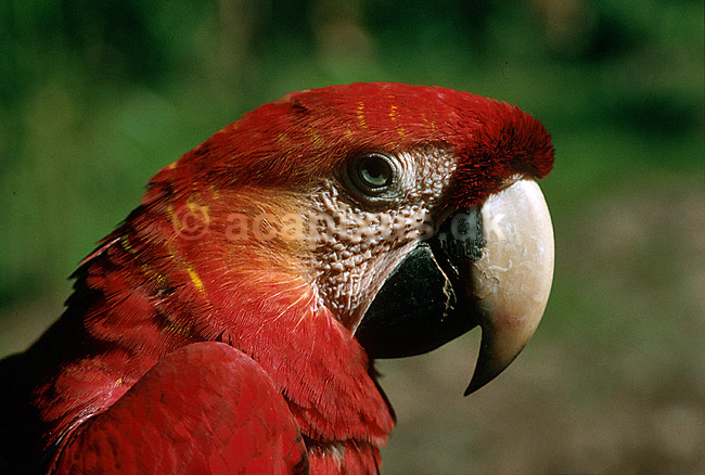 Lyser�d ara; Ara macao; Tambopata National Reserve, Amazonas; Peru; Syd Amerika; fugle; papeg�jer