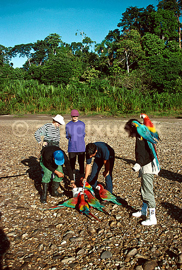Unger af lyser�d, m�rker�d og bl� ara morgenfodres ved forskningsstation; Ara macao, Ara chloroptera, and Ara ararauna; Tambopata National Reserve, Amazonas; Peru; Syd Amerika; fugle; papeg�jer