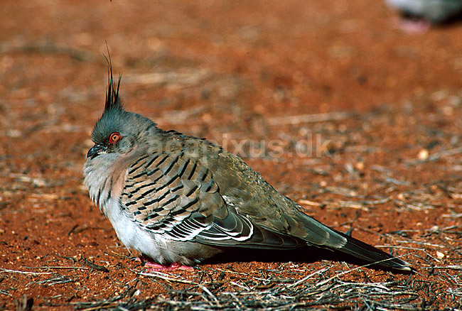 Australsk topdue; Ocyphaps lophotes (Geophaps lophotes); ; Australien; Australien; fugle; 