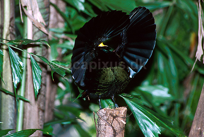 Paradisfugl - Victorias riflebird - danser for at g�re kur til hun; Ptiloris victoriae; ; Australien; Australien; fugle; 