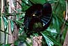 Bird of paradise - Victorias riflebird - danses to court female Ptiloris victoriae  Australia Australia birds 