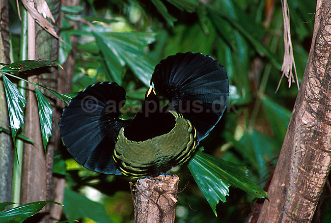 Paradisfugl - Victorias riflebird - danser for at g�re kur til hun; Ptiloris victoriae; ; Australien; Australien; fugle; 