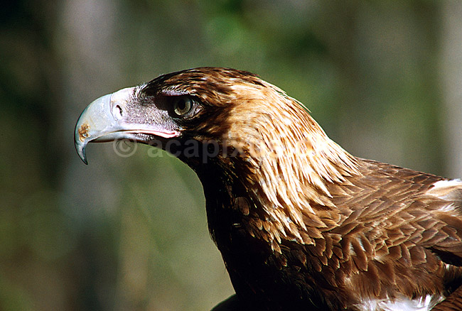 Kilehalet �rn; Aquila audax; ; Australien; Australien; fugle; rovfugle rovdyr �rnefugle